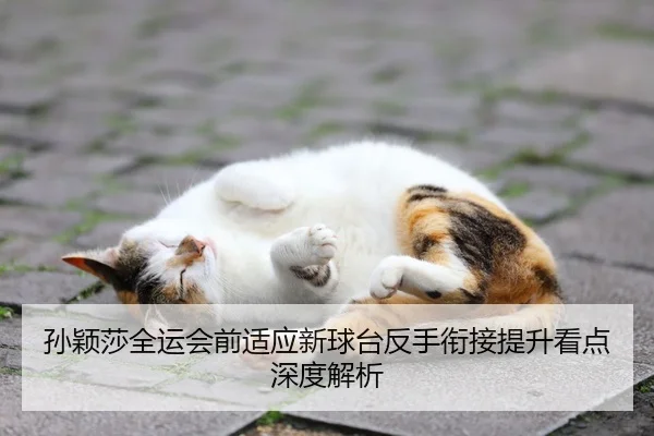 孙颖莎全运会前适应新球台反手衔接提升看点深度解析
